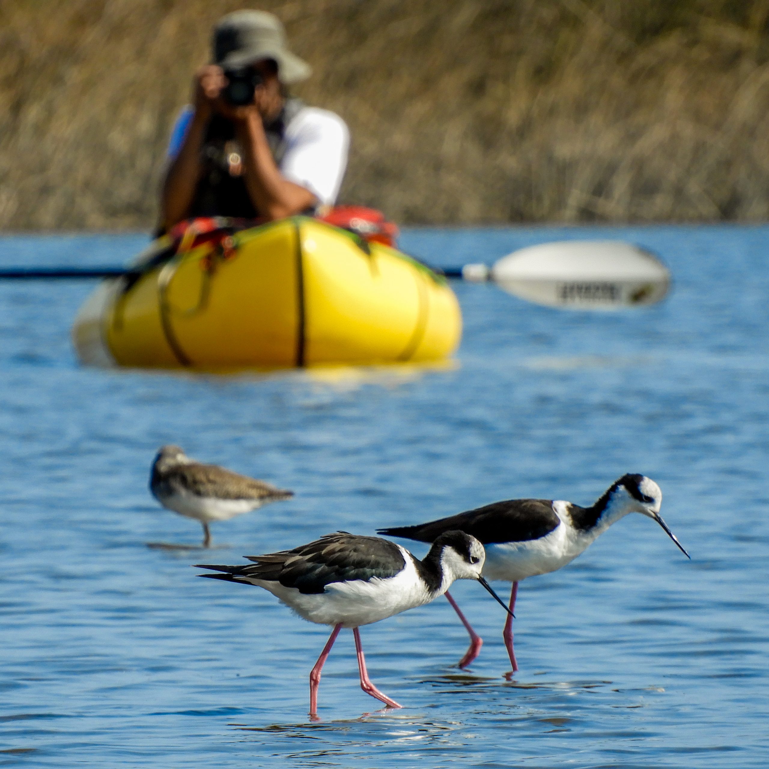 Observación de aves en Packraft